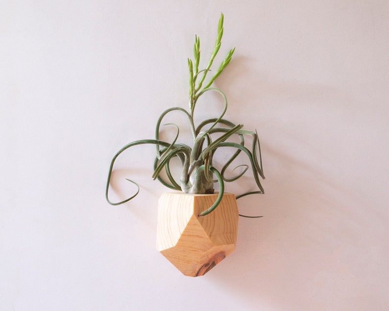 Hemlock Geometric Air Plant Holder image 7