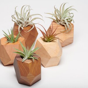 Maple Geometric Air Plant Holder image 8