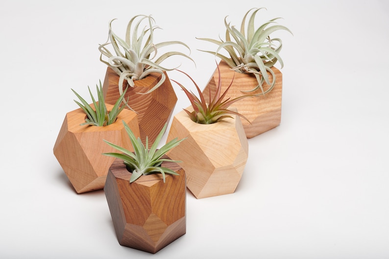 Maple Geometric Air Plant Holder image 8