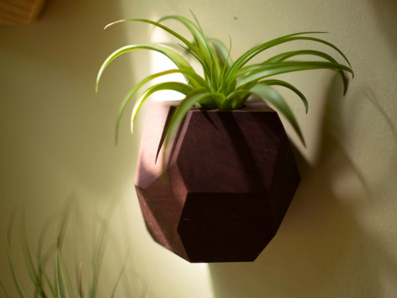 Walnut Geometric Air Plant Holder image 1