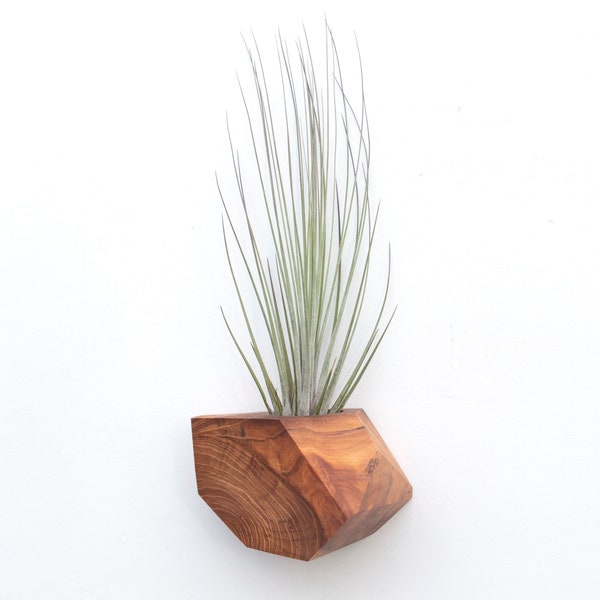 Elm Wood Air Plant Holder