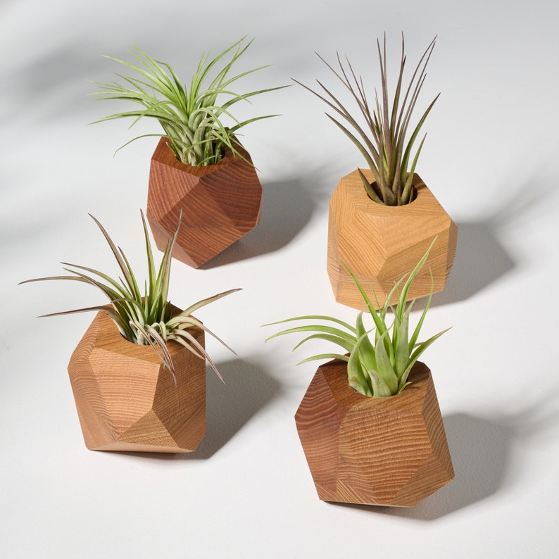 Elm Wood Air Plant Holder image 6