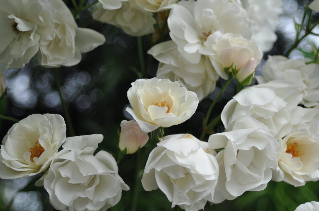 White Rroses White Roses, White Rose Photograph, Floral Photography, Botanical ...