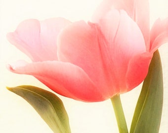 Tulip Photograph, Pink Tulip Photograph