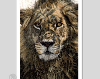 May include: A close-up portrait of a lion with a thick mane of brown and gold fur. The lion has piercing golden eyes and a serious expression.