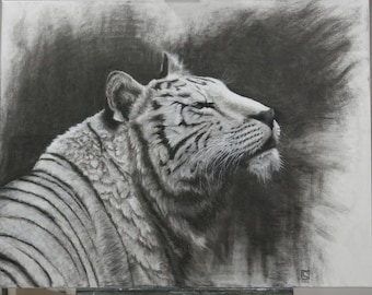 Tigre Blanco / Dibujo original al carboncillo sobre lienzo