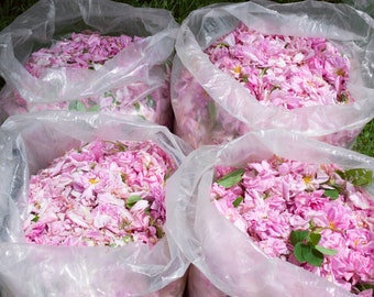 Bulgarian Rose Damascena Photo Set, Rose Valley Kazanlak (JPG)