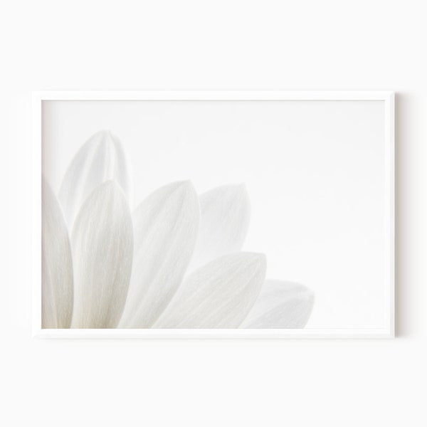 Macro Flower Photography | Daisy Printable Art | Instant Download    #0582