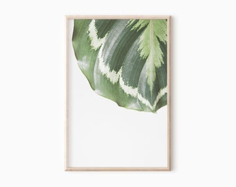 Calathea Leaf Print | Printable Botanical Wall Art | Minimalist Plant Photography DOWNLOAD    #0531