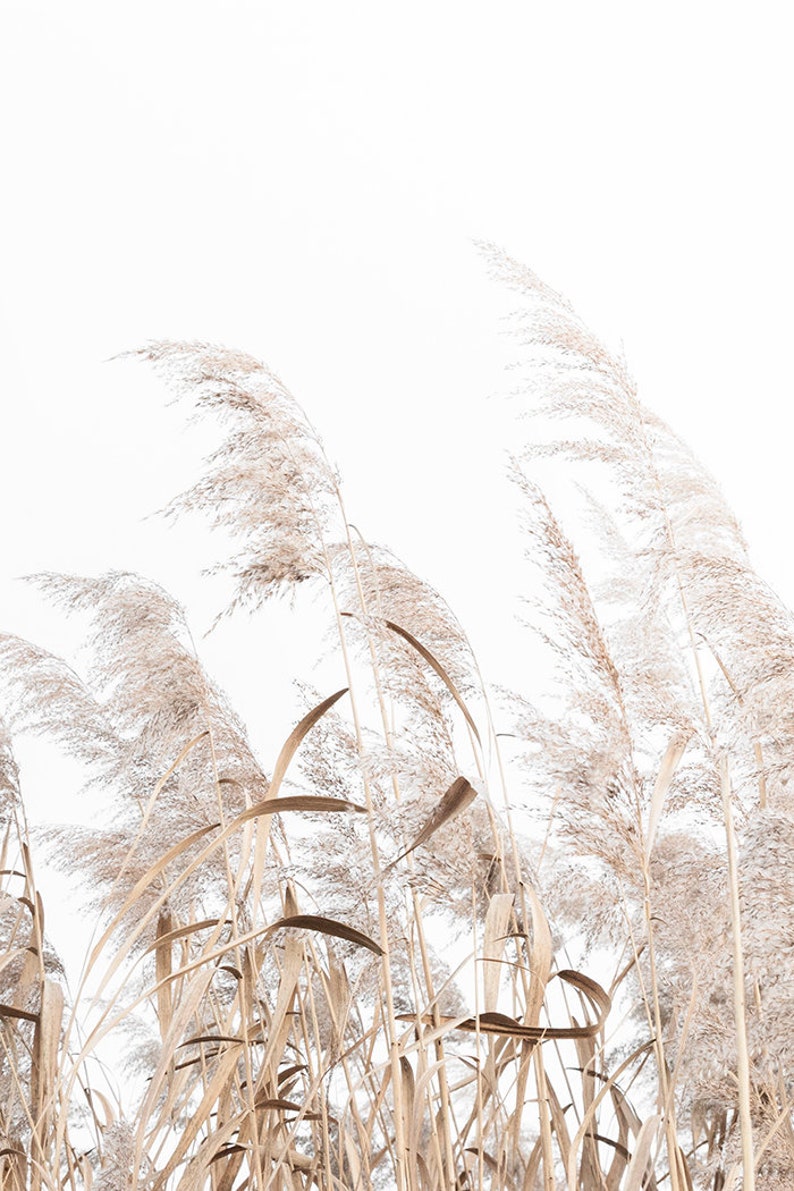 Pampas Grass Print Nature Photography Farmhouse Botanical Etsy