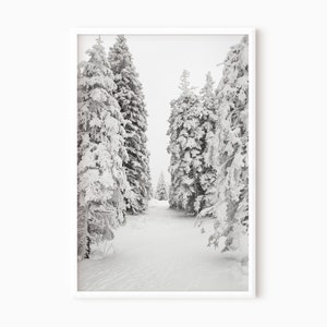 Winter Forest Art Snow Photography Pine Tree Print Winter Wall Decor Christmas Print Winter Landscape Forest Photograph   #0589