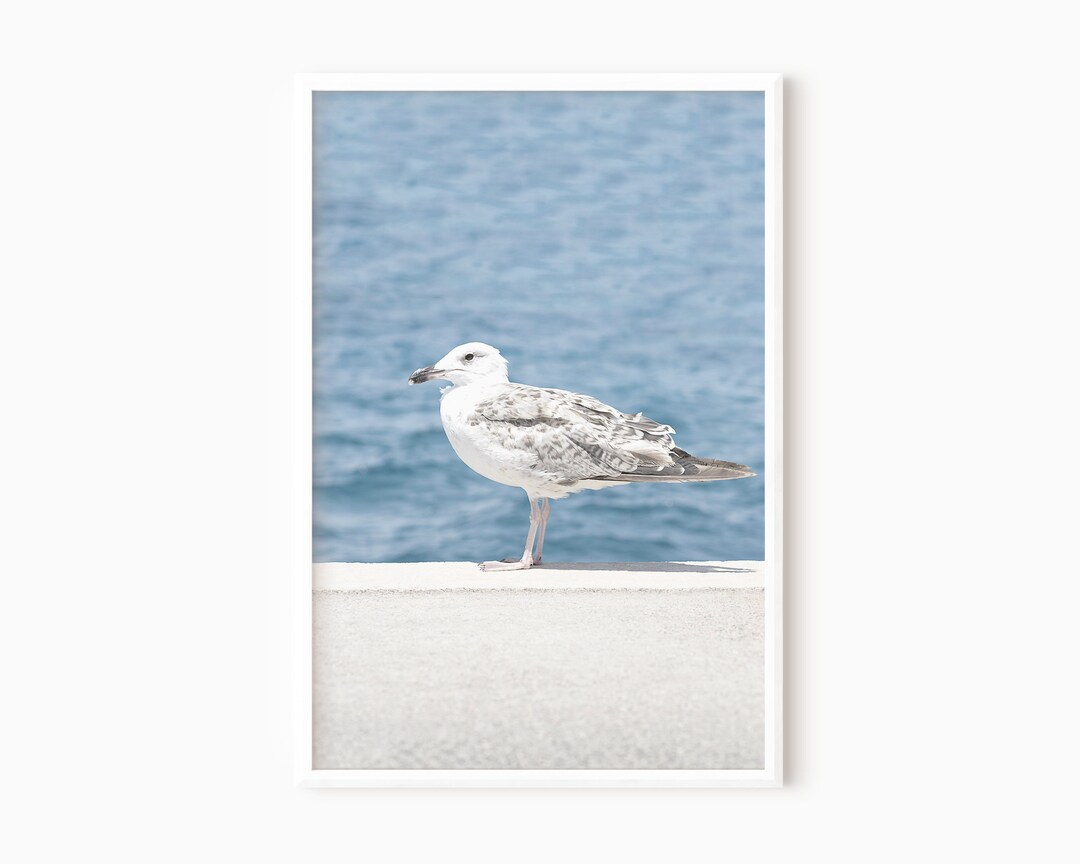 Seagull Wall Art | Coastal Bird Photography | Printable Ocean Art Print ...