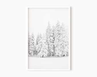 Könnte beinhalten: Ein Schwarzweißfoto eines schneebedeckten Waldes mit hohen Kiefern, die mit Schnee bedeckt sind.