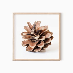 Pine Cone Print | Winter Photography | Digital Download   #1079