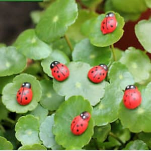 Set of 10 Mini Ladybugs