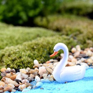 1 Little Swan