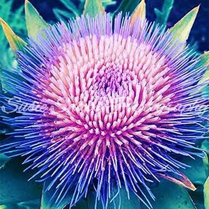 Artichoke