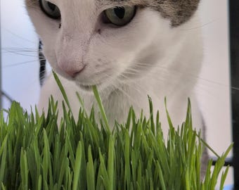 May include: A domestic cat with white and gray fur is focused on a patch of bright green cat grass. The cat's eyes are green, and it appears to be sniffing or about to eat the grass. The image is well-lit, highlighting the cat and the grass.