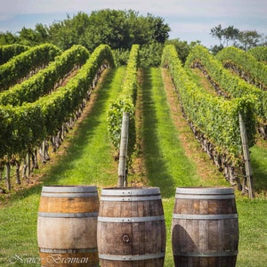 Vineyard View on Long Island's North Fork Pindar Winery