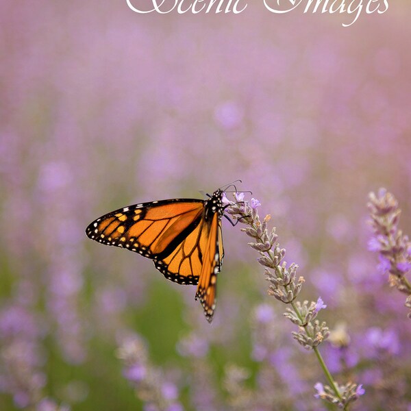 Monarch Butterfly in a Lavender Field, Long Island, New York