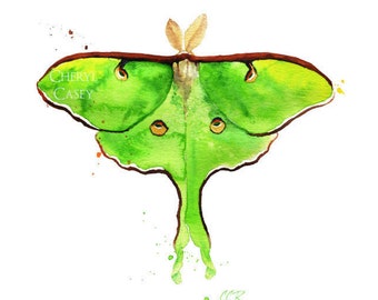 Luna Moth Art Print from Watercolor Painting by Cheryl Casey, Signed Print