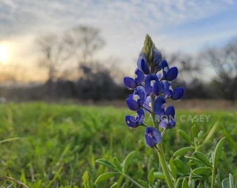 Bluebonnet Photography Art Print Wall Decor, Texas Native Botanical Wildflower Photography by Aaron Casey