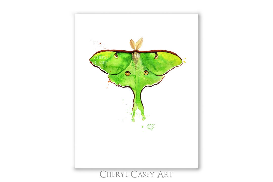 Luna Moth Art Print From Watercolor Painting by Cheryl Casey, Signed ...