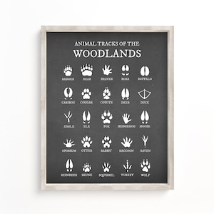 Animal Tracks of the Woodlands, Boy Woodland Nursery Prints, Animal Foot Prints, Cabin Decor, Nursery Wall Art, Woodland Nursery Decor,