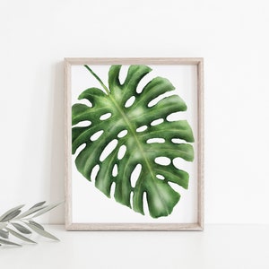 K&ouml;nnte beinhalten: Ein gerahmter Druck eines einzelnen gr&uuml;nen Monstera-Blattes auf wei&szlig;em Hintergrund.
