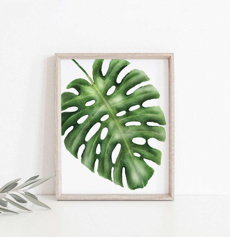 K&ouml;nnte beinhalten: Ein gerahmter Druck eines einzelnen gr&uuml;nen Monstera-Blattes auf wei&szlig;em Hintergrund.