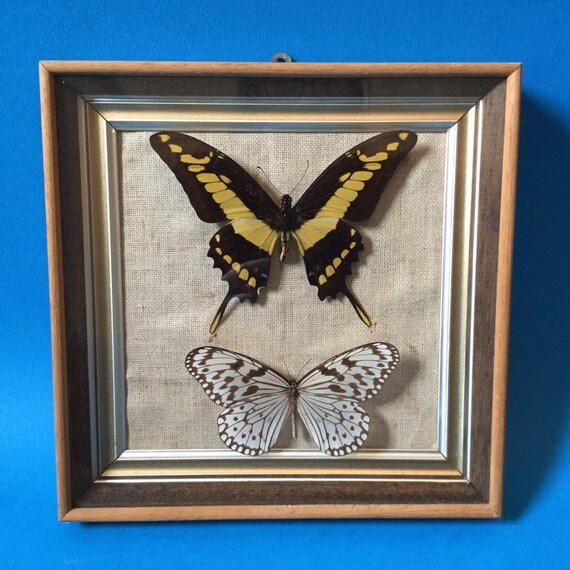 70s Vintage Pair Of Real Black Yellow White Butterflies Etsy