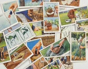 wills cigarette cards garden hints Set of 12 Vintage Wills Garden Hints Cigarette Cards, Gardening. Junk  Journal. Floral Ephemera