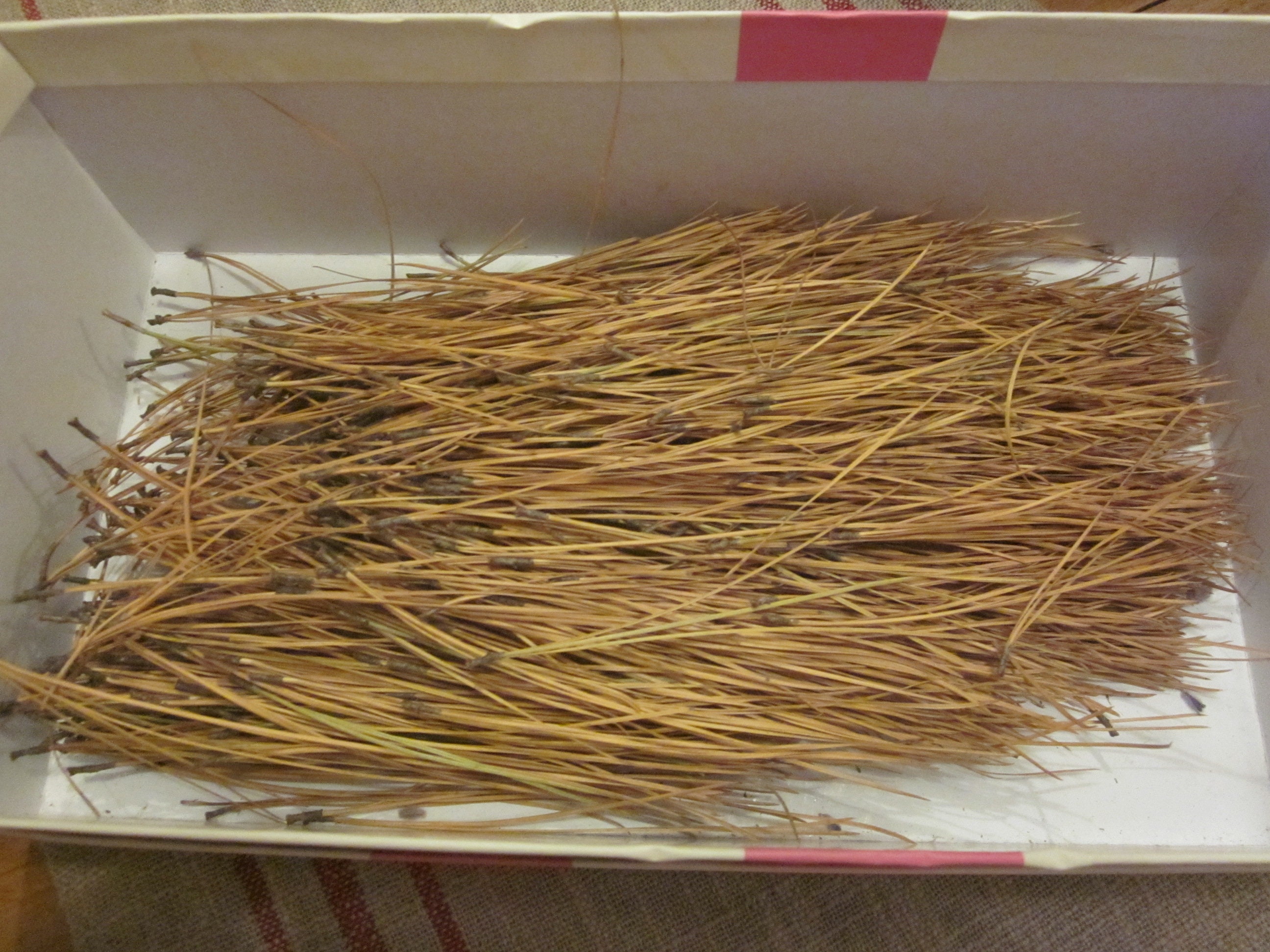 A Bundle of Pine Straw / Needles Etsy