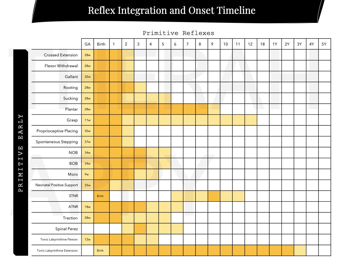 Primitive Reflexes and Postural Reflexes Guide for OT PT - Etsy