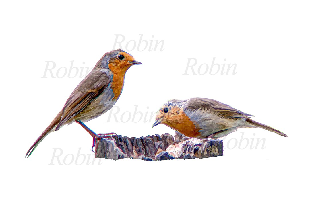 Two Robins Printable Download File. Etsy