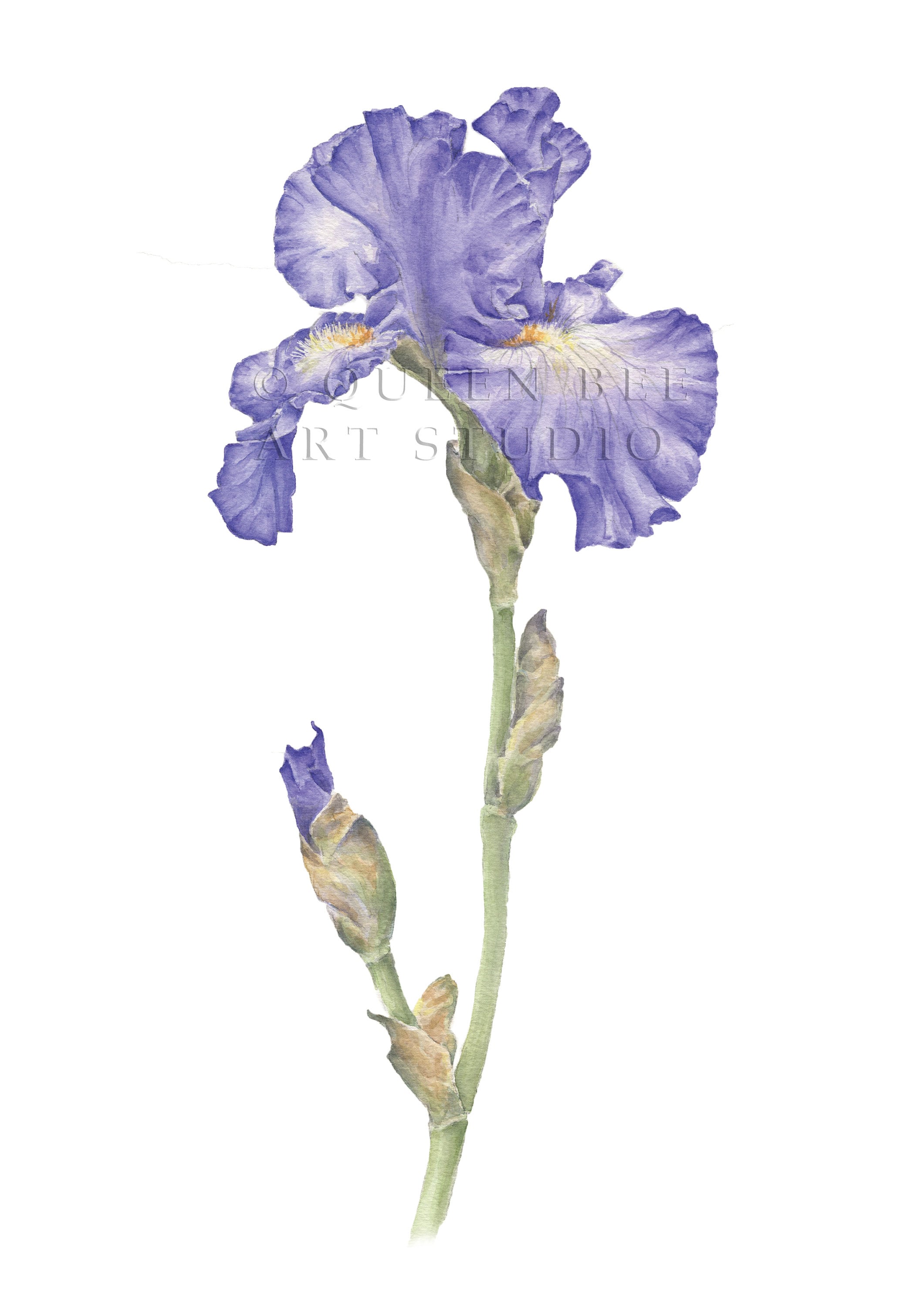 Iris Botanical Art Print Purple Flower Watercolour Floral Etsy UK