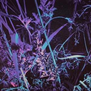 Visible Violet No. 2- Garden Photography Glowing UV Reactive Blacklight Poster Print Mandala Trippy Psychedelic Wall Art Growth