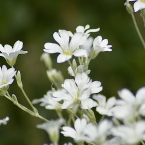 Cartolina: Petalo delicato, bianco