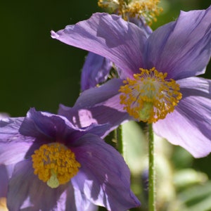 Cartolina: Himalayan viola del papavero gemelli