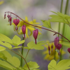 Cartolina: Bleeding Heart, rosa, paesaggio