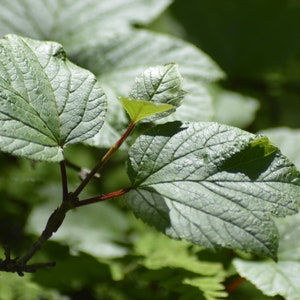 Cartolina: Bellezza botanica