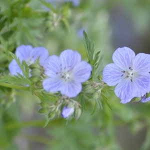 Cartolina: Wild Gerani