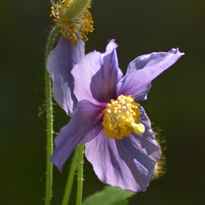 Cartolina: Papavero Himalayan ritratto