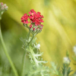 Postcard: Paprika Yarrow