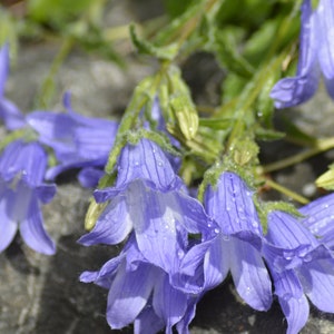 Cartolina: Aleutine Bellflower