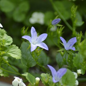 Cartolina: Alaskan Star, blu