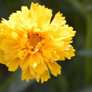 Cartolina: Top giallo