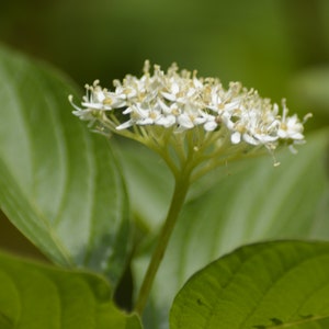 Postcard: Arctic Fire Dogwood