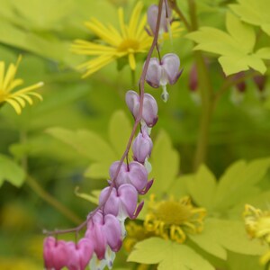 Cartolina: Bleeding Heart, rosa, ritratto
