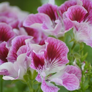 Cartolina: Gerani, miscela rosa